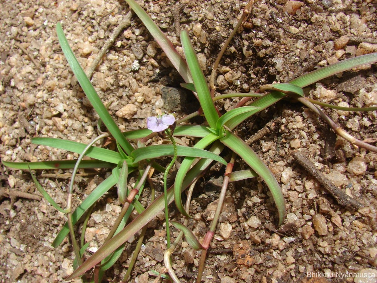 Murdannia simplex (Vahl) Brenan